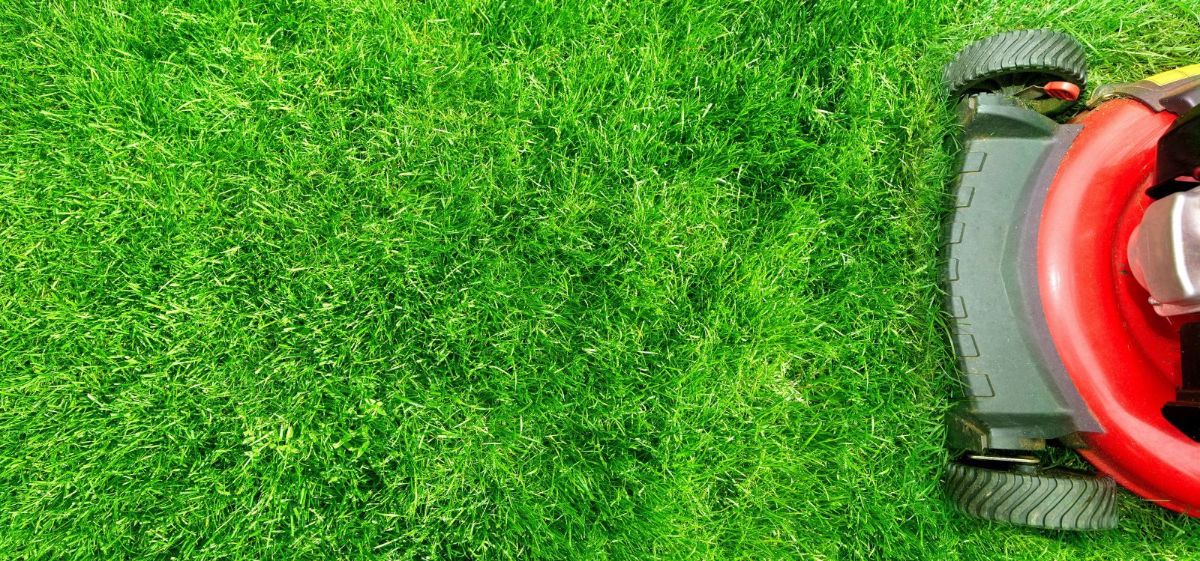 Your Partner in Lawn Care: Excellence in Lawn Maintenance